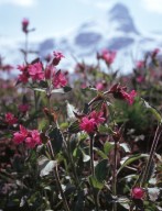 Silene dioica

