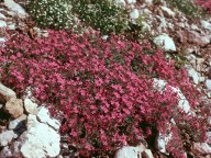 Saponaria ocymoides