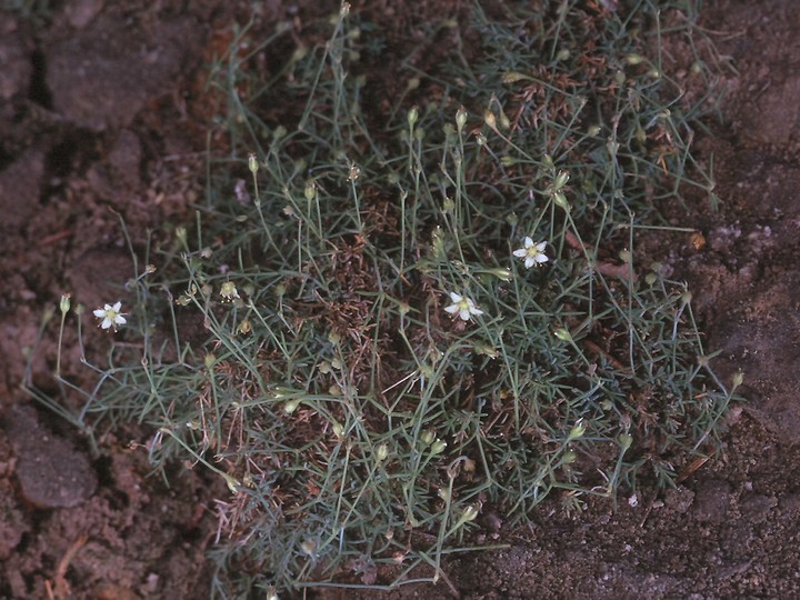 Moehringia glaucovirens