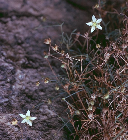 Moehringia glaucovirens