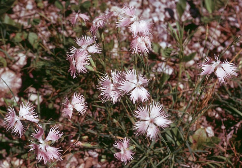 Dianthus sternbergii