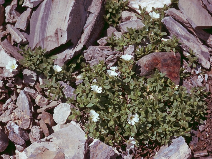 Cerastium latifolium