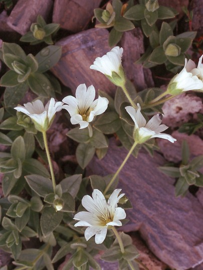 Cerastium latifolium