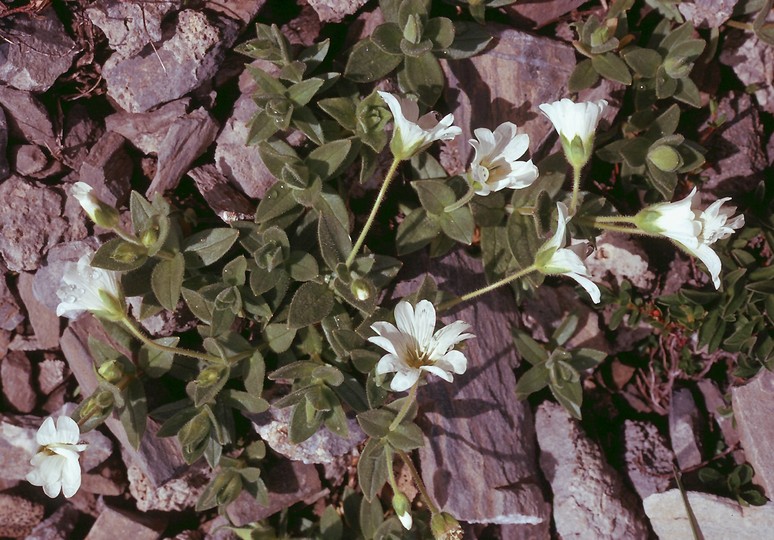 Cerastium latifolium