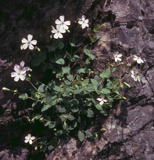 Silene rupestris