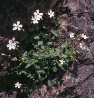 Silene rupestris