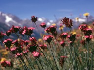 Dianthus carthusianorum