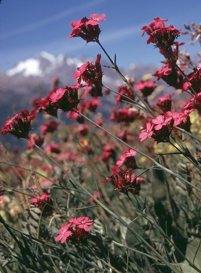 Dianthus carthusianorum