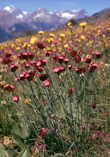 Dianthus carthusianorum