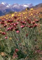 Dianthus carthusianorum