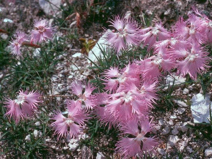 Dianthus superbus