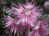 Dianthus superbus