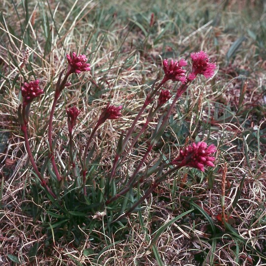 Lychnis alpina