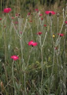 Lychnis coronaria