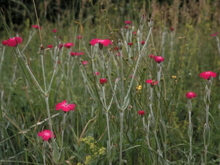 Lychnis coronaria