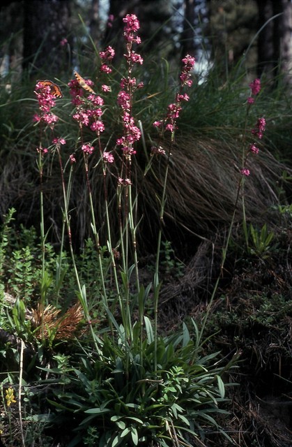 Silene viscaria