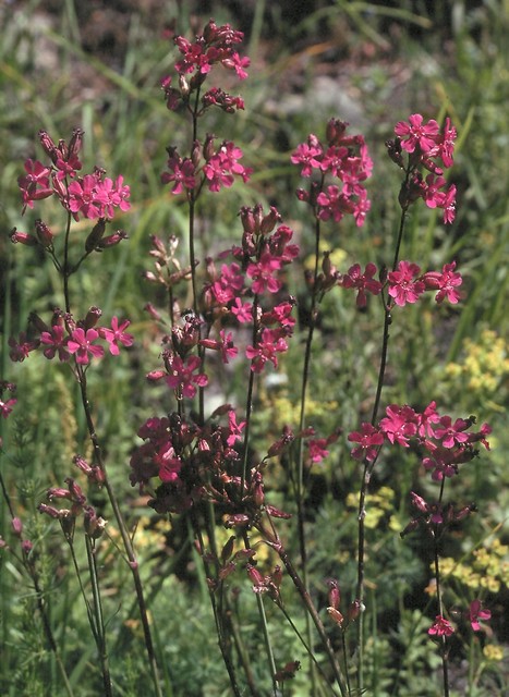 Silene viscaria