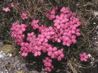 Dianthus microlepis