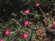 Lychnis coronaria