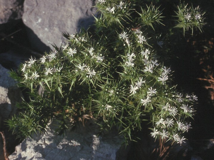 Drypis spinosa