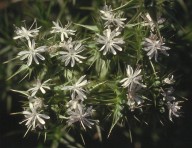 Drypis spinosa