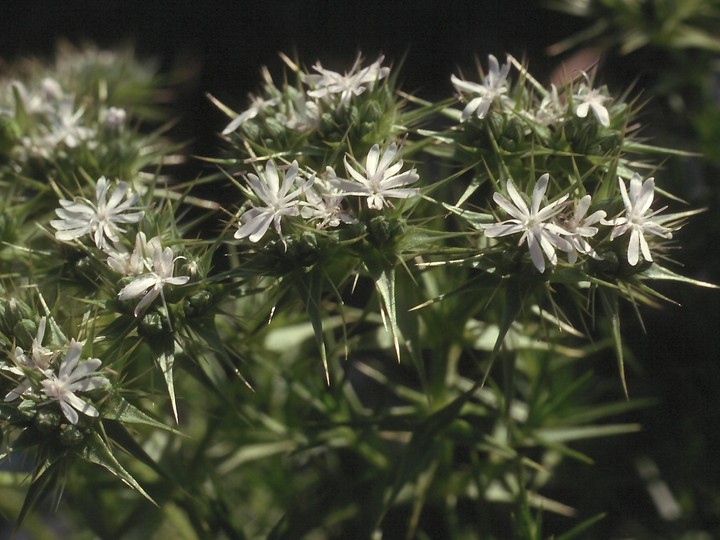 Drypis spinosa