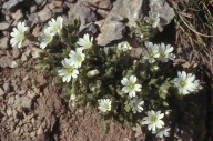 Cerastium theophrasti