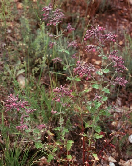 Saponaria glutinosa