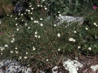 Dianthus minutiflorus