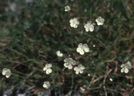 Dianthus minutiflorus