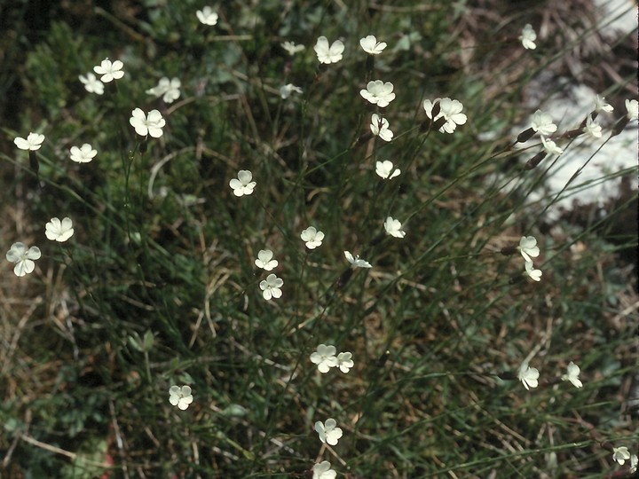 Dianthus minutiflorus