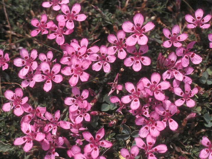 Dianthus myrtinervius