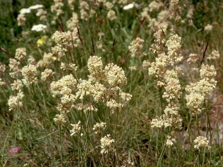 Silene roemeri