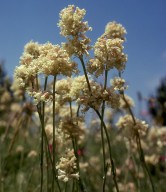 Silene roemeri