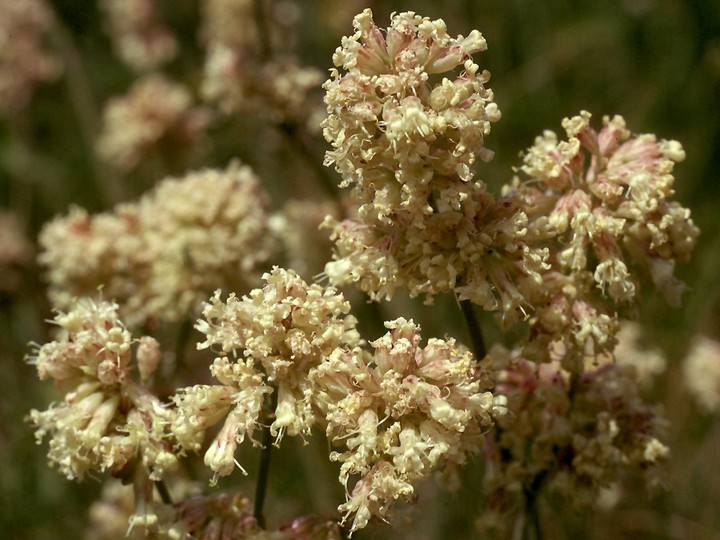 Silene roemeri