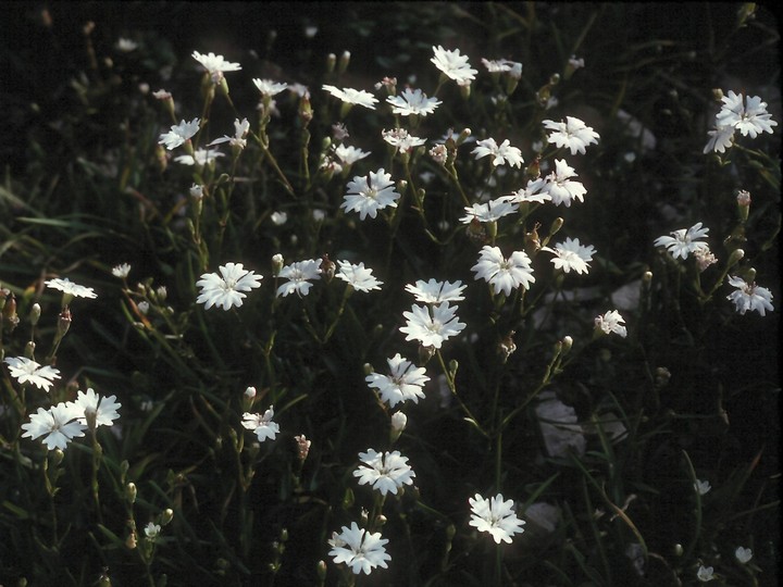 Silene quadripunctata