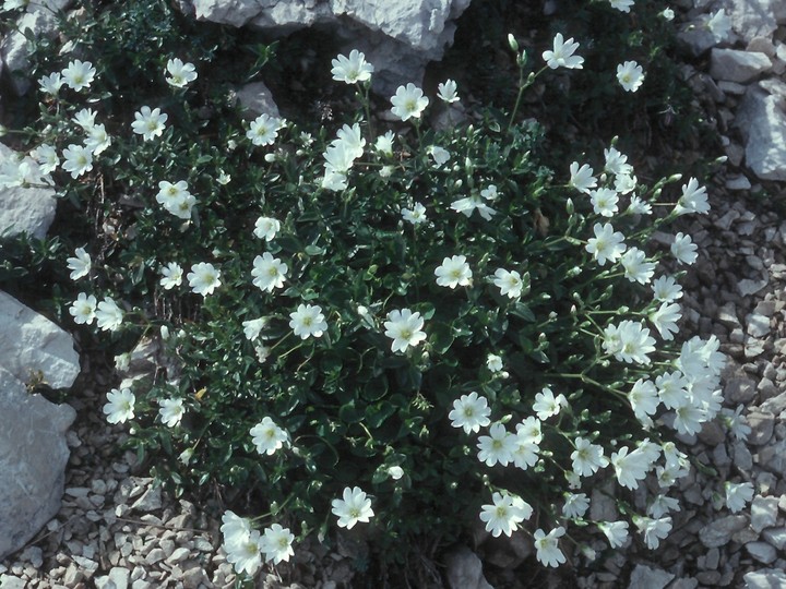 Cerastium alpinum