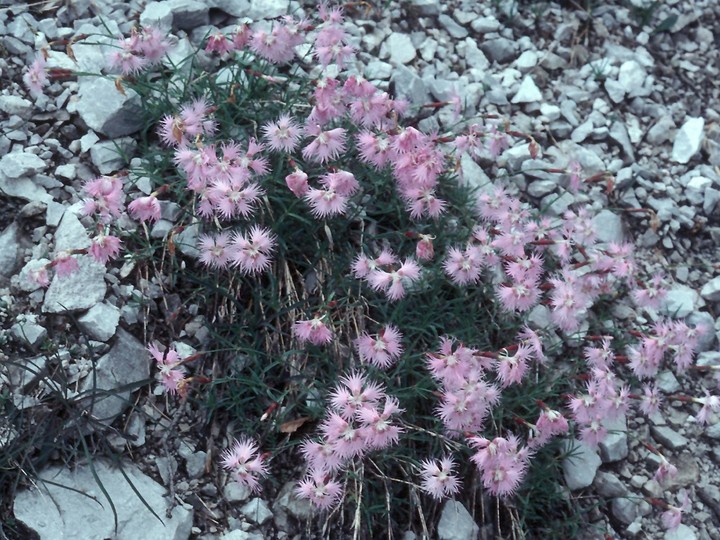Dianthus sternbergii