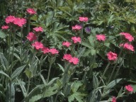 Lychnis flos-jovis