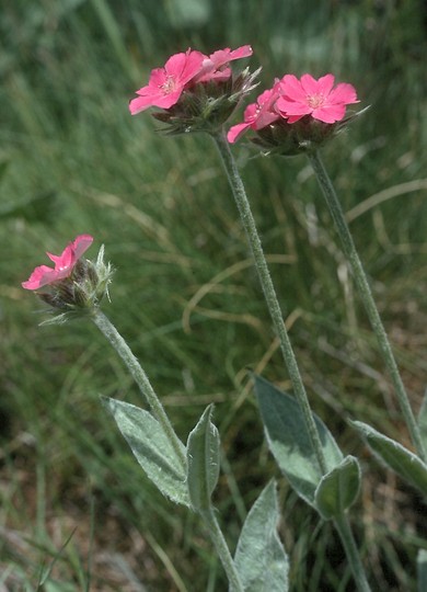 Lychnis flos-jovis