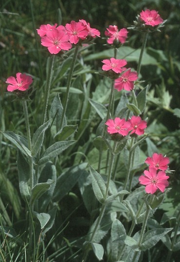 Lychnis flos-jovis