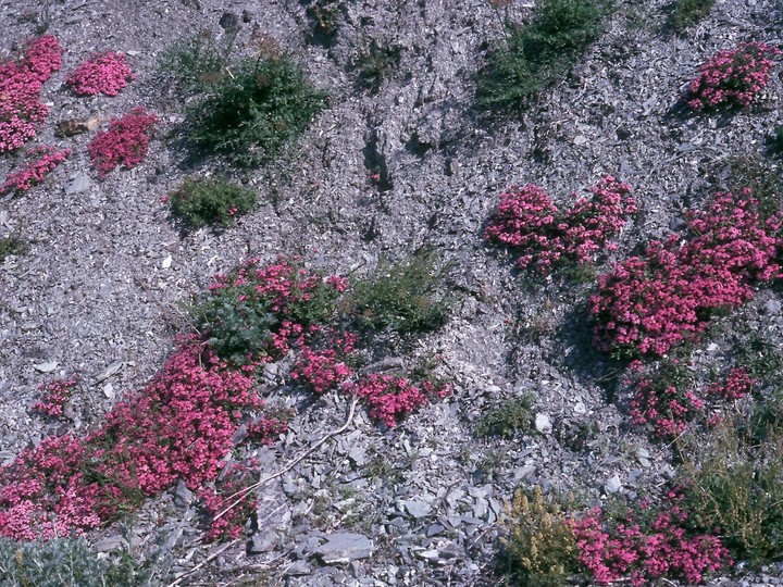 Saponaria ocymoides