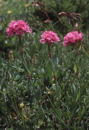 Lychnis alpina