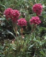 Lychnis alpina