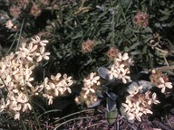 Saponaria lutea