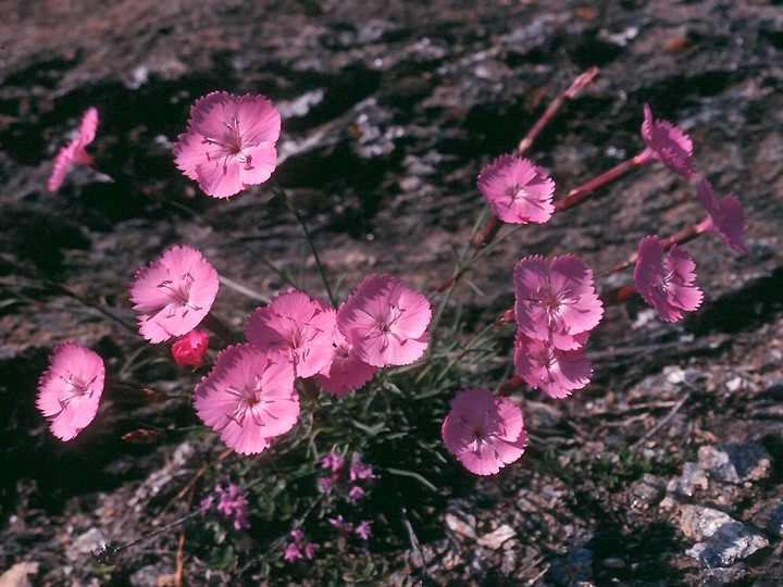 Dianthus sylvestris