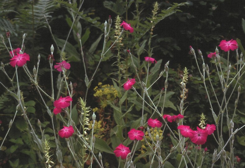 Lychnis coronaria