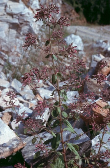 Saponaria glutinosa