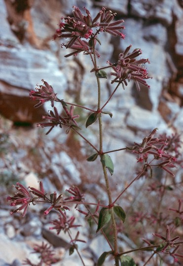 Saponaria glutinosa