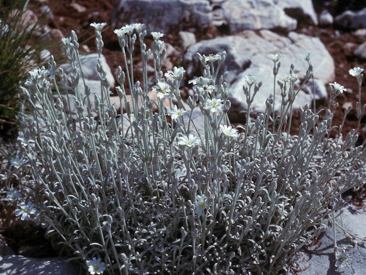 Cerastium candidissimum